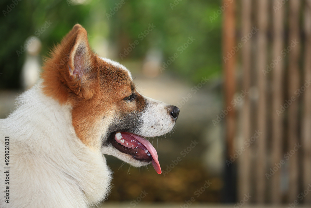 aggressive dog Thai Bang Kaeo
aggressive dog Thai Bang Kaeo
