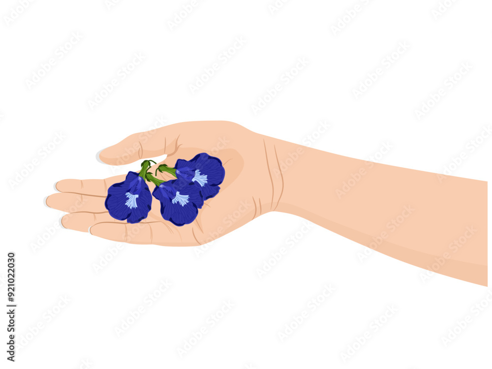 Clitoria ternatea on a white background. Clitoria ternatea on a white background.