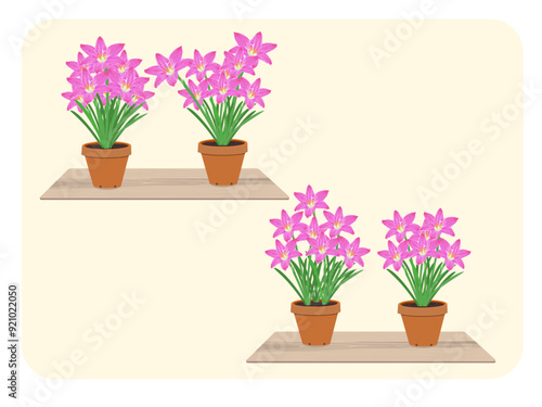 Zephyranthes minuta on a white background.
