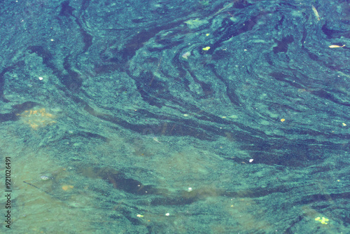 Harmful bloom blue-green algae cyanobacteria on water surface. Green aquatic plant due to polluted river. Continuous thickets on slowly flowing lakes. Environmental problem. Green color background.