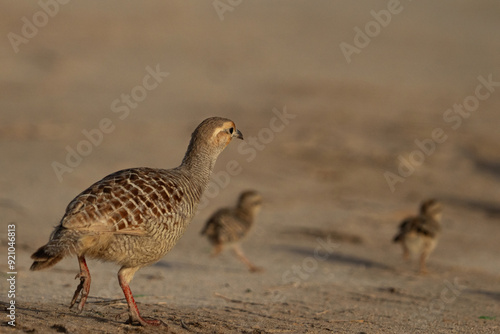 Grey francolin and chicks running awaya at Hamala, Bahrain photo