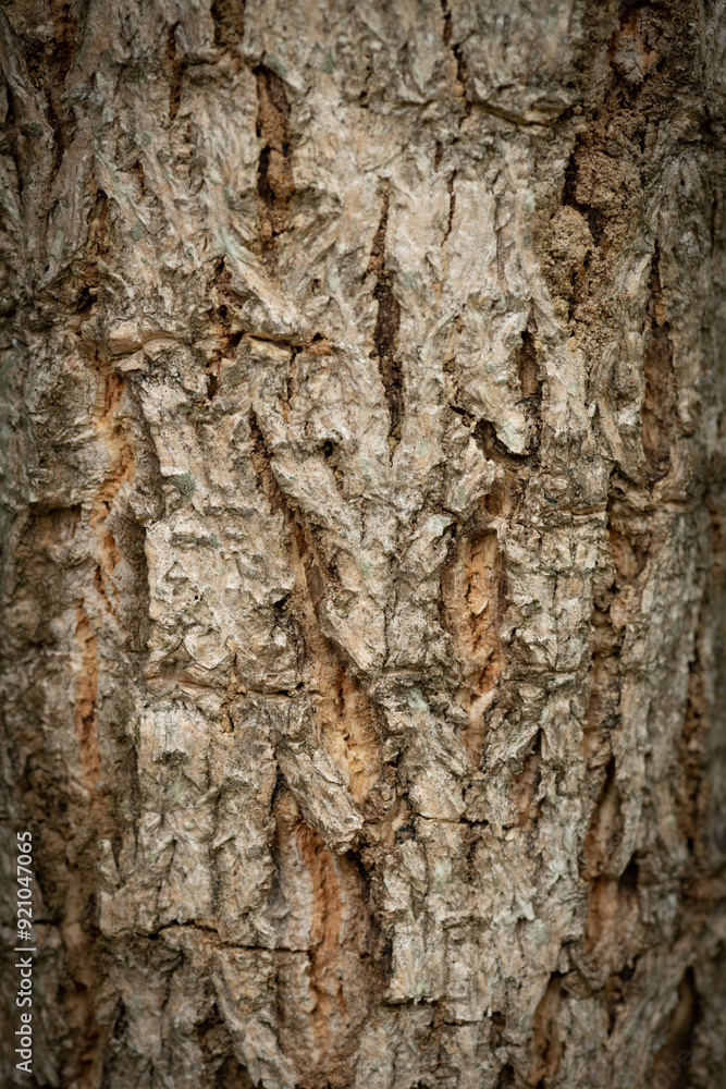 Tree bark texture, high gain tree texture Tree bark texture, high gain tree texture