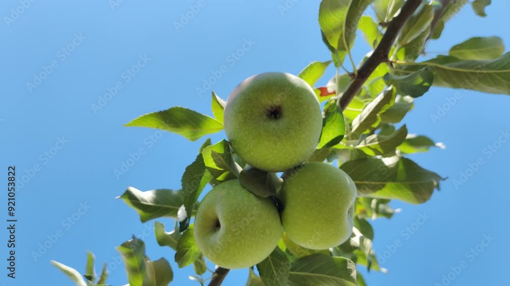 A ripe green apple with raindrops on an apple tree branch in the summer. Cultivation of environmentally friendly fruits. Harvesting apples. A ripe green apple with raindrops on an apple tree branch in the summer. Cultivation of environmentally friendly fruits. Harvesting apples.