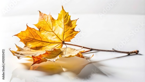 A Single Golden Maple Leaf on a White Background photo