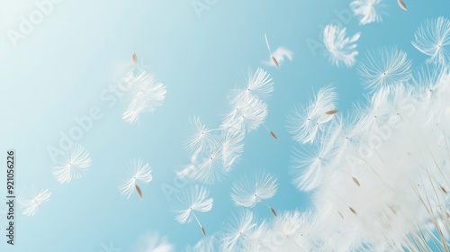 Dandelion fluff background for aesthetic minimalism style background. light blue , pastel color wallpaper with elegant and light flying fluffs. Fragile and lightweight