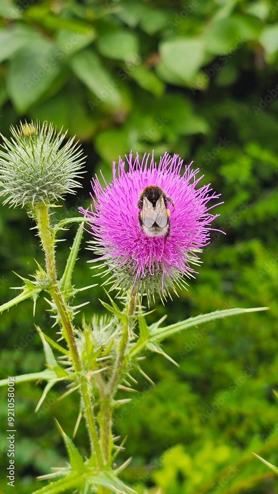 Bumblebee on a purple thistle flower in the garden Bumblebee on a purple thistle flower in the garden