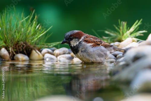 House sparrow by the water. Czechia. 