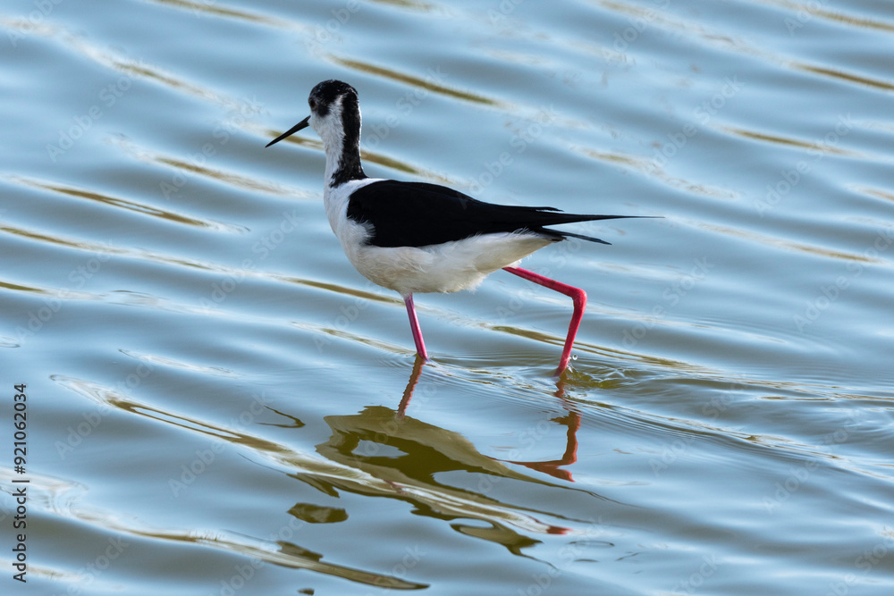 Obraz premium Echasse blanche, Himantopus himantopus, Black winged Stilt