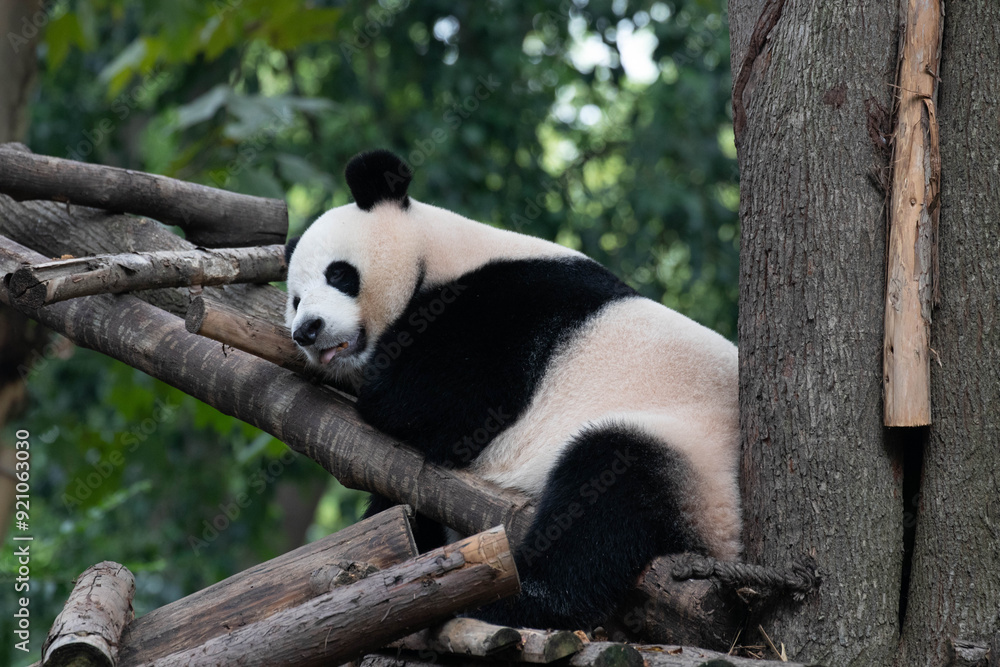Fototapeta premium Sleeping Panda in Chengdu Panda Base, China