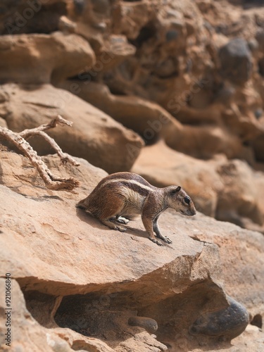 Eichhörnchen auf Kanarischen Inseln photo