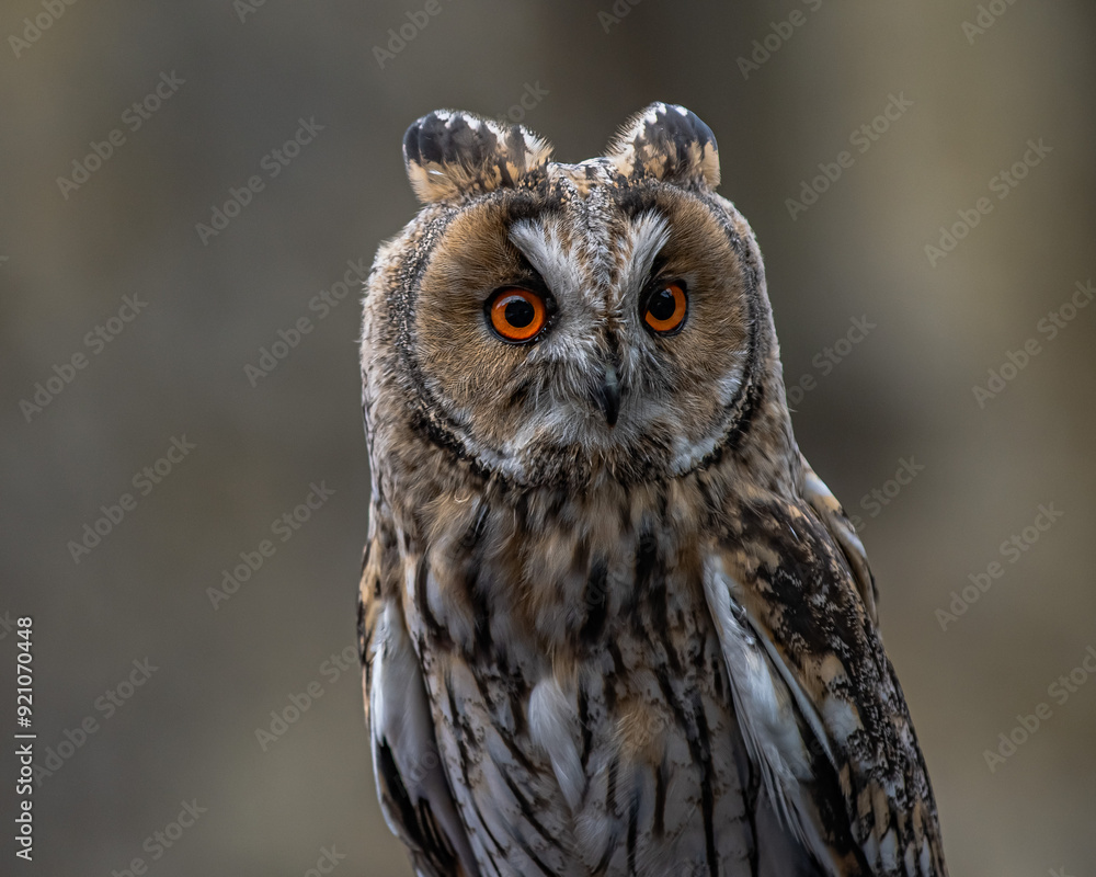 Obraz premium Owl Portrait