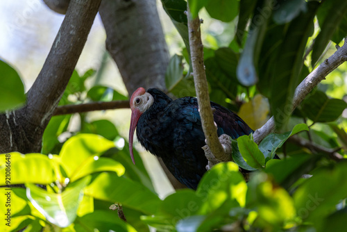 Southern bald ibis perched in a tree photo