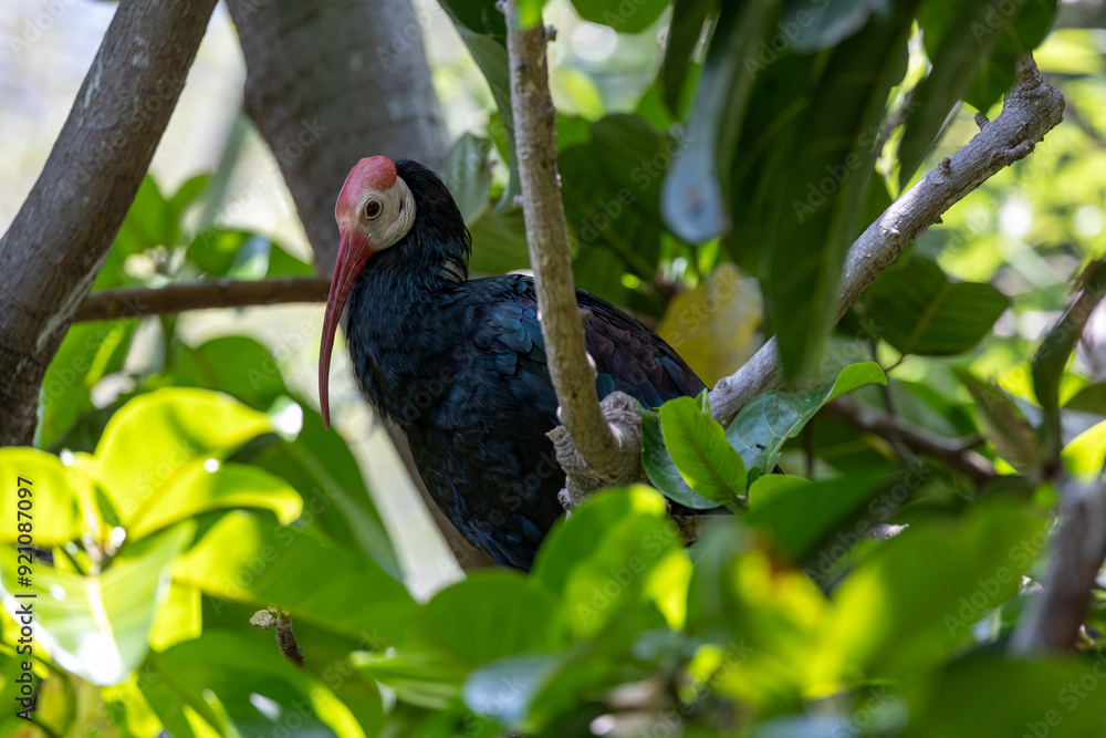 Fototapeta premium Southern bald ibis perched in a tree