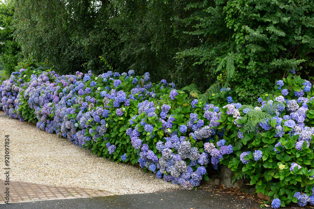 Φωτογραφία Magnifiques hortensias colorés - Bretagne France