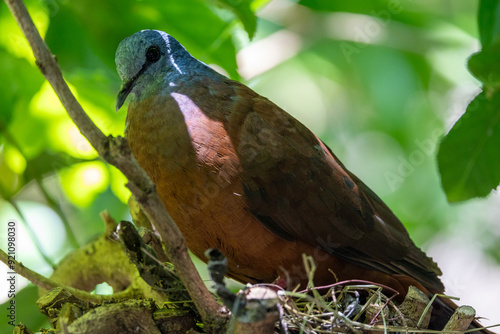 Blue headed wood dove perched in a tree photo