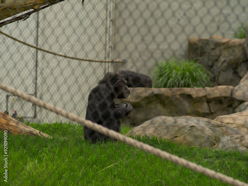 Photography A monkey is sitting on the grass in a zoo enclosure