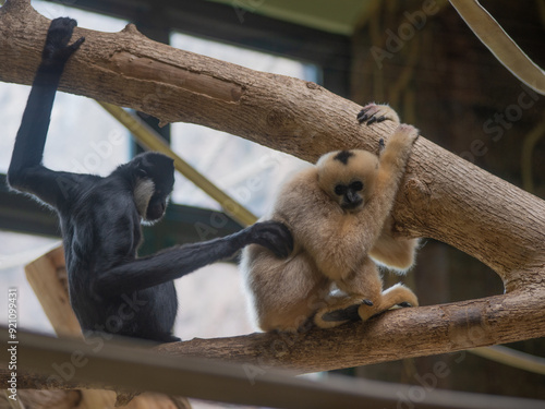 Two monkeys are sitting on a branch, one of them is black photo