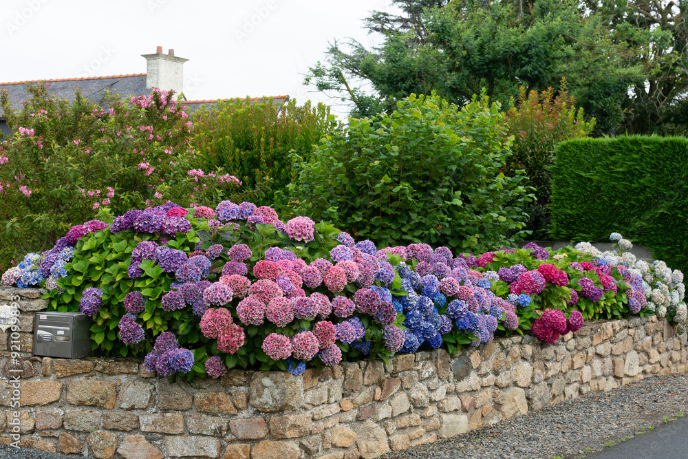 Φωτογραφία Magnifiques hortensias colorés - Bretagne France