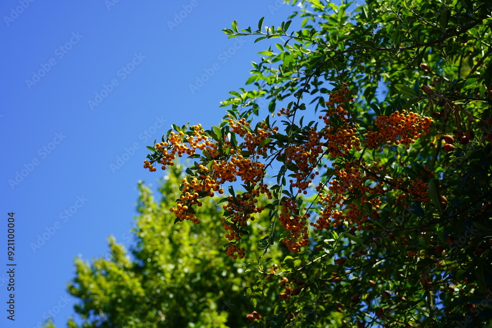 Teilaufnahme von eines Feuerdornstrauchs mit Früchten im Sommer