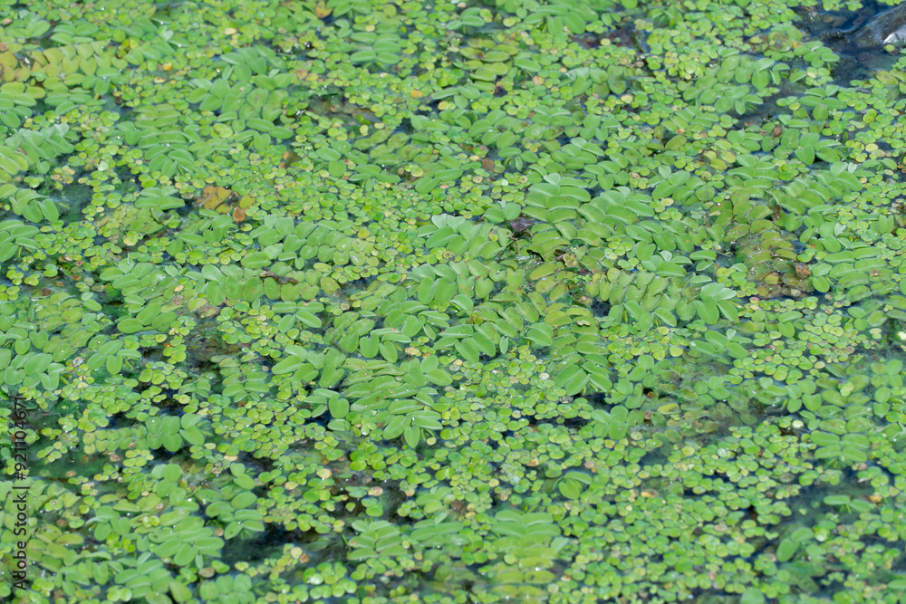 Green leaves of salvinia natans on water surface. Green aquatic plant floating fern on overgrown river. Salviniaceae family grows on water. Continuous thickets on slowly flowing lake. Green color. Green leaves of salvinia natans on water surface. Green aquatic plant floating fern on overgrown river. Salviniaceae family grows on water. Continuous thickets on slowly flowing lake. Green color.