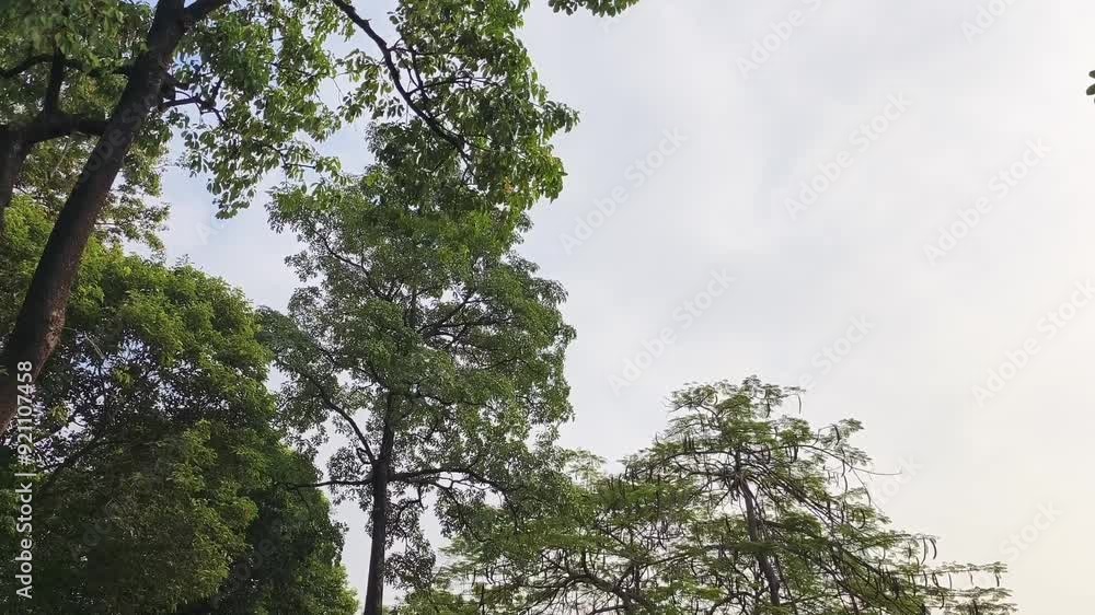 Video walking under trees. video walking under the forest. natural atmosphere in the forest. tropical plants. 4k nature video. 4k forest video Video walking under trees. video walking under the forest. natural atmosphere in the forest. tropical plants. 4k nature video. 4k forest video