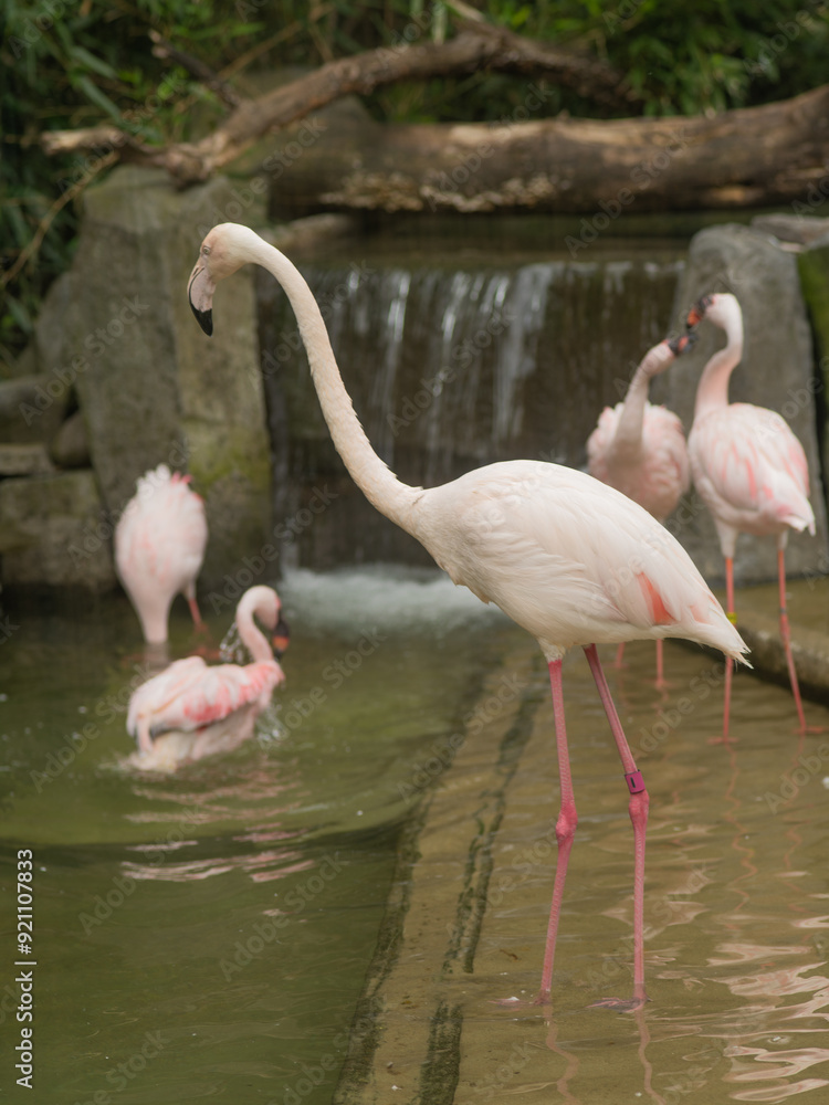A group of flamingos are standing in a pond A group of flamingos are standing in a pond