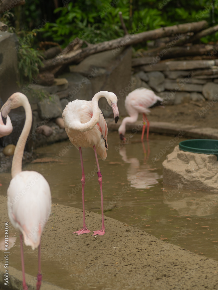 Three flamingos are standing in a pond Three flamingos are standing in a pond