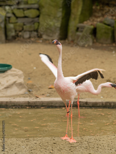 A pink flamingo is standing in a pond with its wings spread out