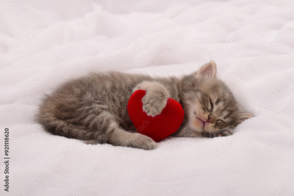 Obraz premium Kitten on blanket with valentine heart.