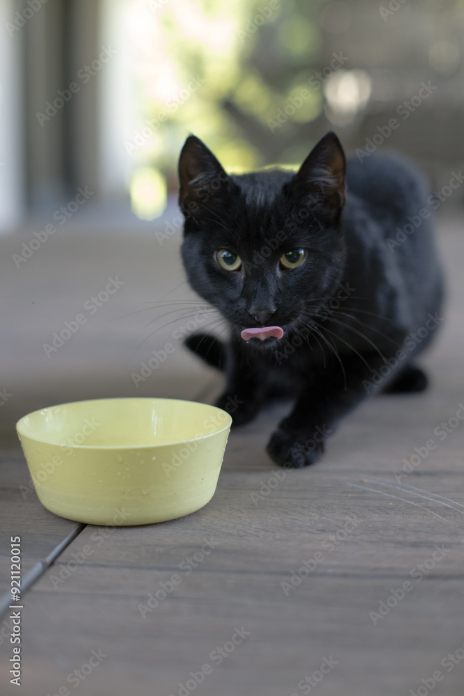 Young black cat near a bowl of milk.