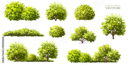  Vector watercolor green  tree or forest side view isolated on white background for landscape and architecture drawing,elements for environment or and garden,Shrub for section