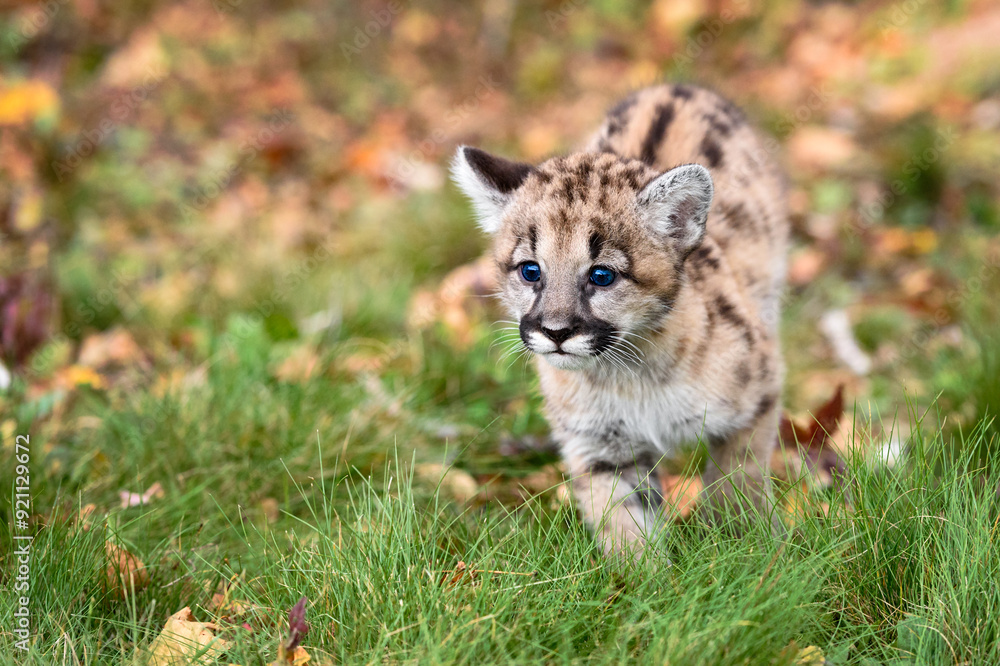 Cougar Kitten (Puma concolor) Moves Through Fallen Leaves and Grass Autumn