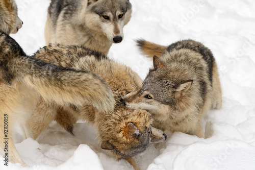 Grey Wolf (Canis lupus) Grabs Neck of Packmate While Other Wolves Watch Winter photo