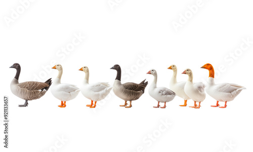 Group White Geese Standing in a Row on a White Background, Perfect for Illustrating Concepts of Unity, Leadership, and Nature, Ideal for Animal and Wildlife Photography Projects