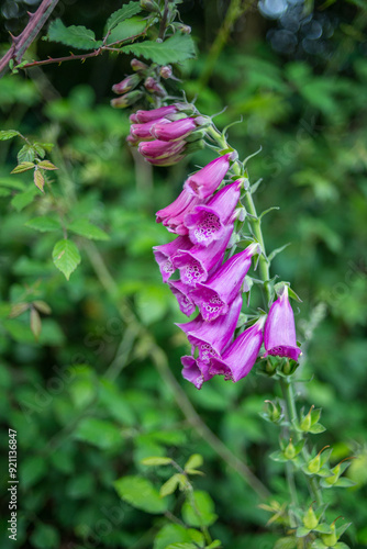 Digitalis purpurea