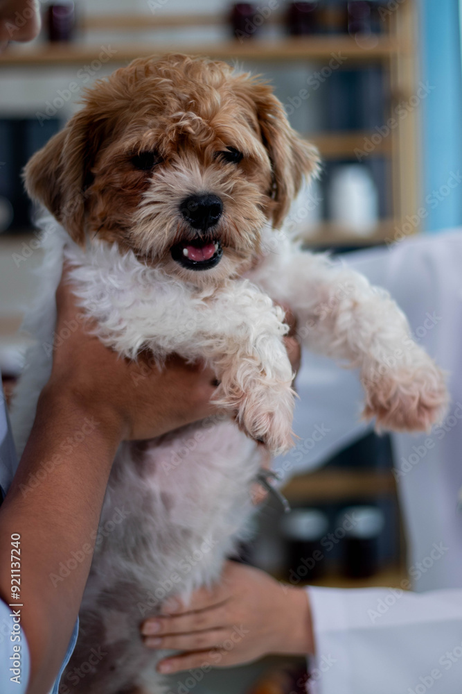 At the veterinary clinic, a young Asian woman, a Panshi Tzu puppy, sits on the examination table. A veterinarian will assess the health of an unhealthy dog through a professional veterinary examinat At the veterinary clinic, a young Asian woman, a Panshi Tzu puppy, sits on the examination table. A veterinarian will assess the health of an unhealthy dog through a professional veterinary examinat