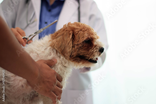 At the veterinary clinic, a young Asian woman, a Panshi Tzu puppy, sits on the examination table. A veterinarian will assess the health of an unhealthy dog ​​through a professional veterinary examinat