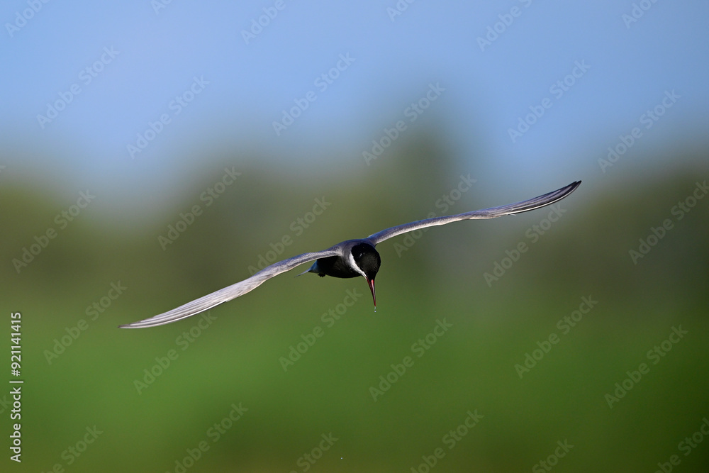 Fototapeta premium Weißbart-Seeschwalbe // Whiskered tern (Chlidonias hybrida) - Skutarisee, Motenegro