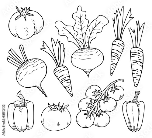 Set vegetables from garden hand drawn doodle. Fresh fruits. Farm grown products. Tomato, beetroot, carrot, cherry, pepper. Vector line art illustration.