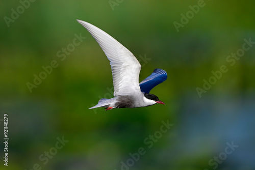 Weißbart-Seeschwalbe // Whiskered tern  (Chlidonias hybrida) - Skutarisee, Motenegro photo