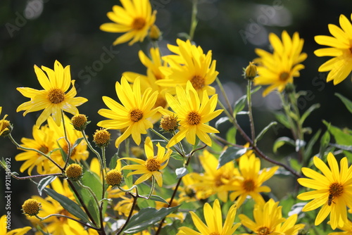 Fototapeta Naklejka Na Ścianę i Meble -  Yellow flowers of Jerusalem artichoke plant or Helianthus tuberosus in summer garden