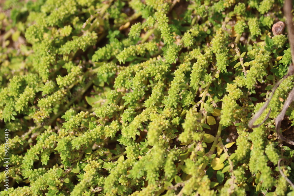 Smooth rupturewort (Herniaria glabra) plant in wild nature Smooth rupturewort (Herniaria glabra) plant in wild nature