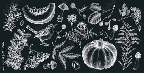 Hand drawn autumn illustrations. Vintage botanical drawings. Fall leaves, pumpkins, mushrooms, and birds sketches. Thanksgiving day design elements. NOT AI generated
