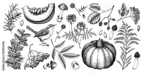 Hand drawn autumn illustrations. Vintage botanical drawings. Fall leaves, pumpkins, mushrooms, and birds sketches. Thanksgiving day design elements. NOT AI generated