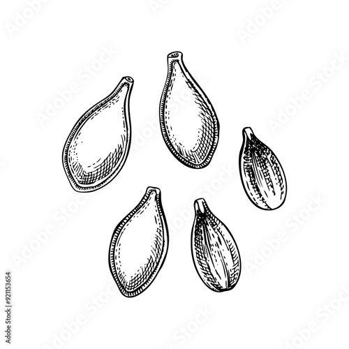 Pumpkin seeds sketch. Autumn vegetable hand-drawn vector illustration. Vintage Thanksgiving Day design element. NOT AI generated