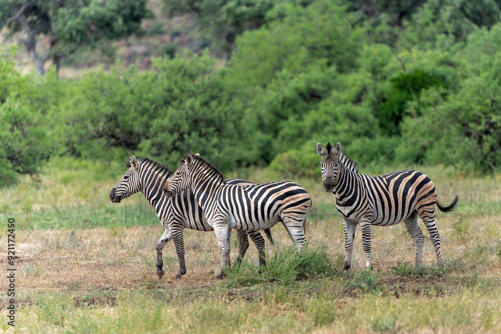 Fototapeta premium Zebra. Plains zebra (Equus quagga, formerly Equus burchellii), also known as the common zebra walking around in a Game Reserve in the Tuli Block in Botswana.