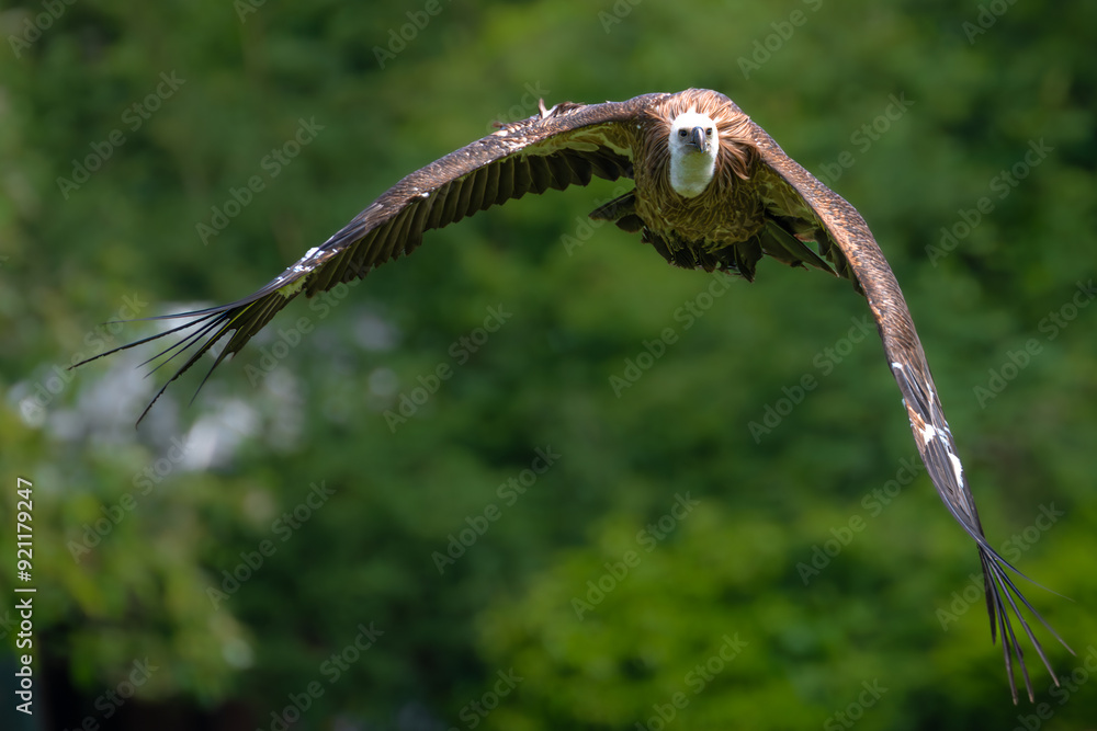 Eurasian Griffon Vulture (Gyps fulvus) in Flight Eurasian Griffon Vulture (Gyps fulvus) in Flight