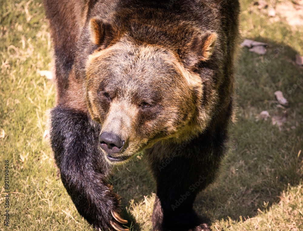 Grizzly Bear behavior in the morning at a zoo in Tennessee. Grizzly Bear behavior in the morning at a zoo in Tennessee.