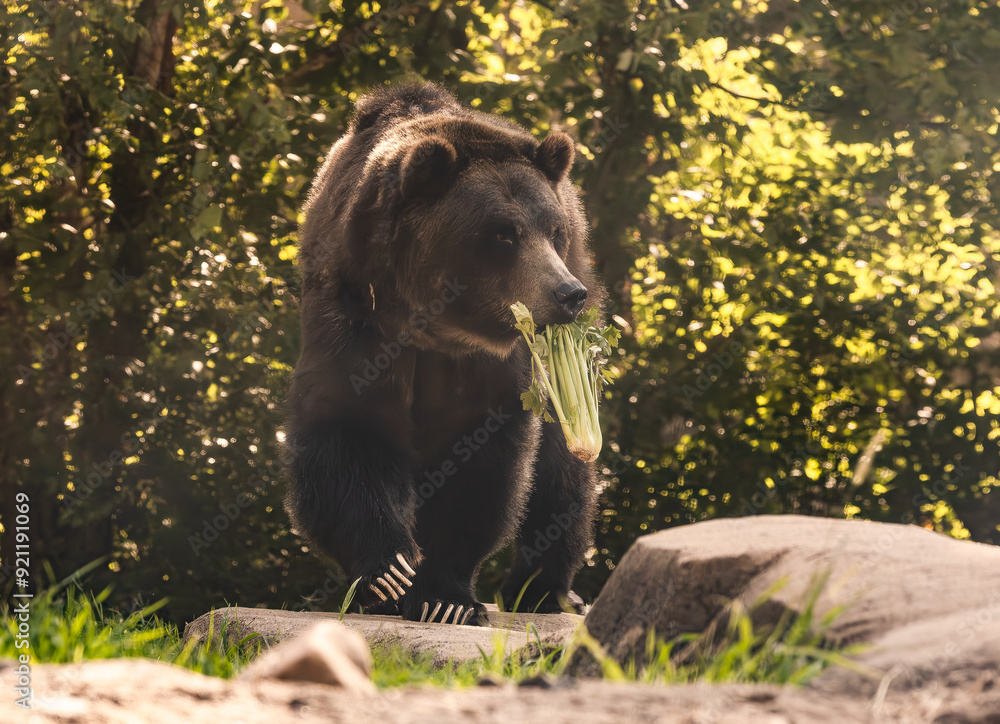 Grizzly Bear behavior in the morning at a zoo in Tennessee. Grizzly Bear behavior in the morning at a zoo in Tennessee.