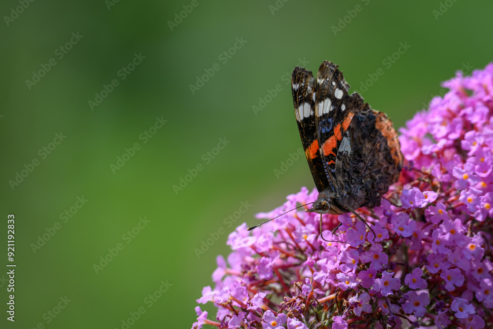 Butterfly admiral butterfly on a David's cumulus flower. Butterfly admiral butterfly on a David's cumulus flower.